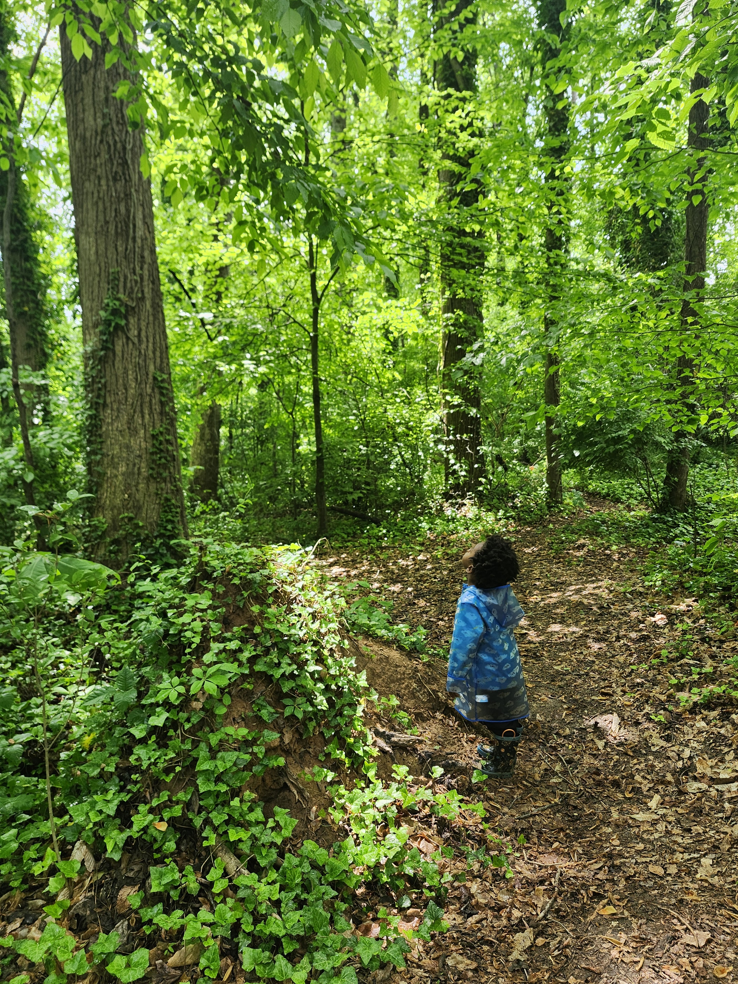 child staring up at tree